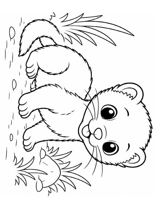 baby ferret coloring page