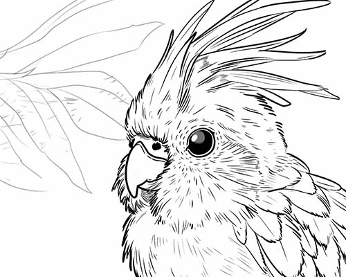 coloring page of a cockatiel