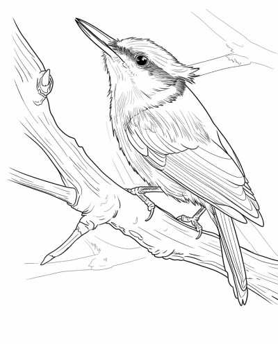 nuthatch coloring page