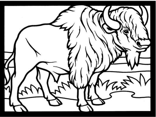 bison coloring page