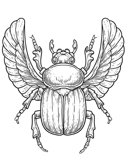ink sketch coloring page of a scarab beetle