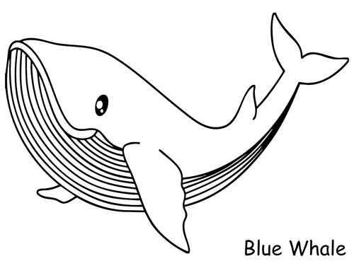blue whale coloring page