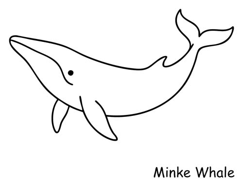 minke whale coloring page