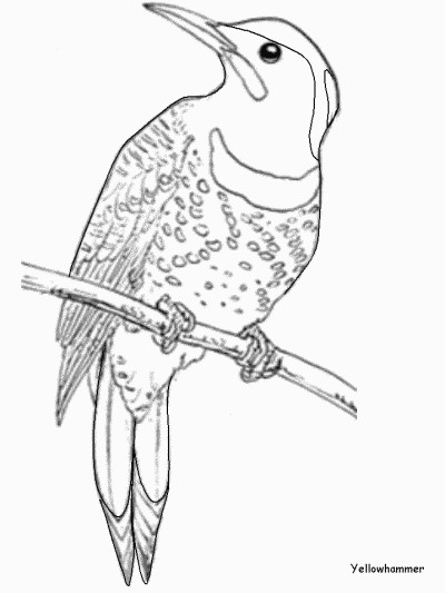 Yellowhammer coloring book page