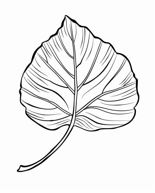 simple aspen leaf coloring page