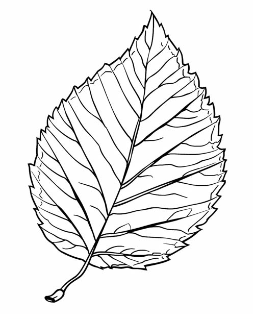 simple beech leaf coloring page