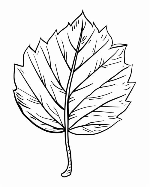simple alder leaf coloring page