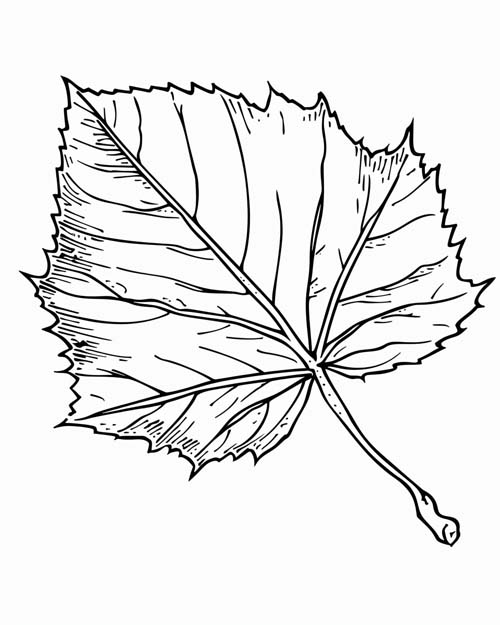 simple birch leaf coloring page