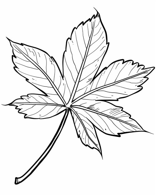 simple chestnut leaf coloring page