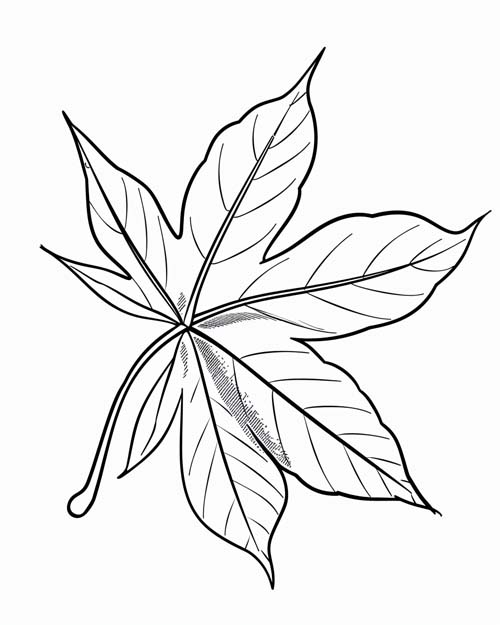 simple sweetgum leaf coloring page