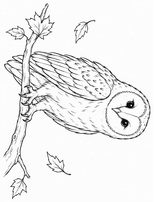 detailed, fine line coloring page of a barn owl in autumn