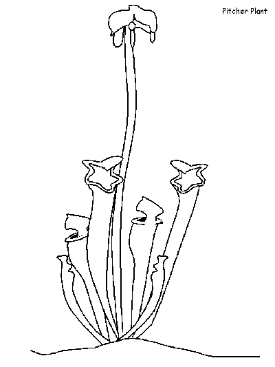 Pitcher Plant coloring page