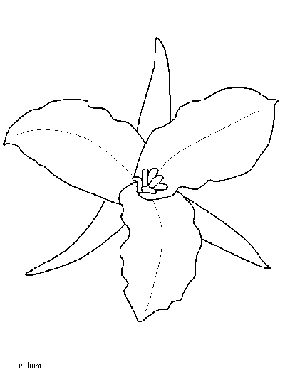 trillium coloring page