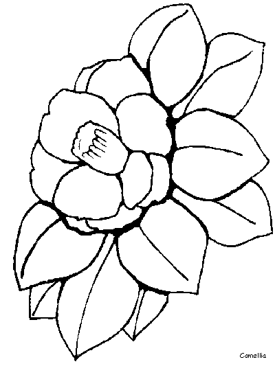 Camellia coloring page