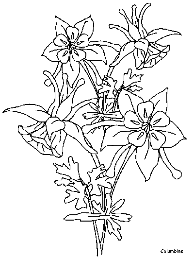 columbine coloring page