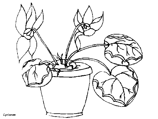 cyclamen coloring page