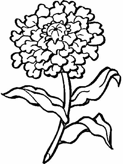 chrysanthemum coloring page