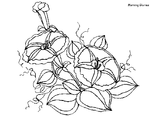 Morning Glories coloring page