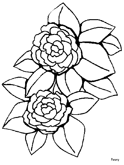 Peony coloring page