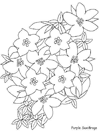 purple saxifrage flower coloring page
