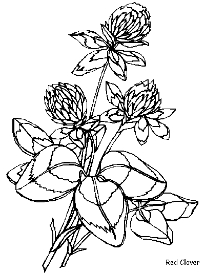 red clover coloring page