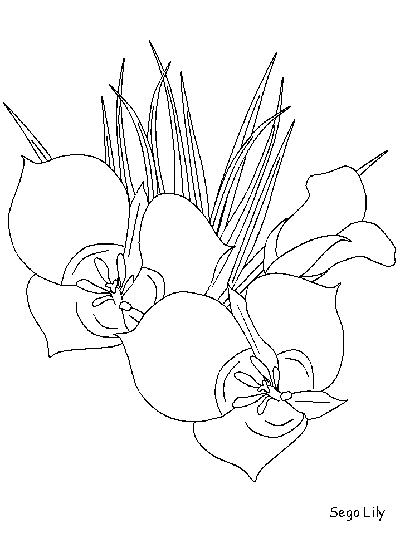 sego lily coloring page