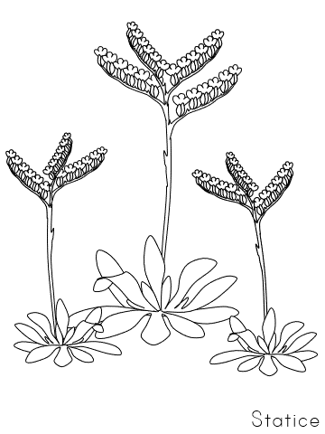statice coloring page