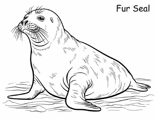 antarctic fur seal coloring page