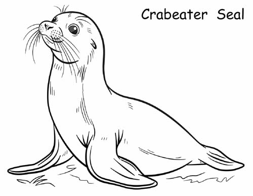 crabeater seal coloring page
