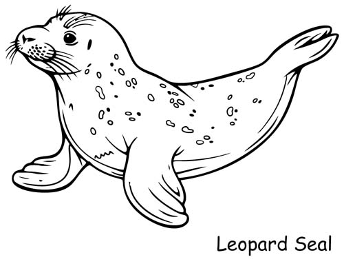 leopard seal coloring page