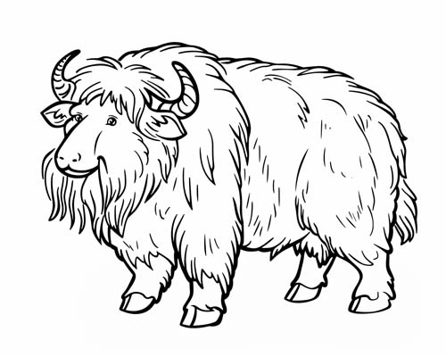 musk ox coloring page