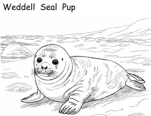 weddell seal coloring page